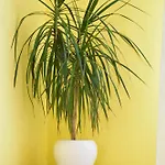 Alex Botique וארנה